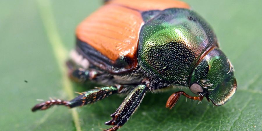 Der Japankäfer ist ein Schädling, der über 400 verschiedene Pflanzenarten befällt und damit gefährdet.