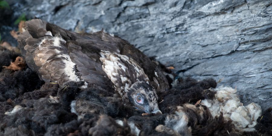 Der frisch in die Freiheit entlassene Bartgeier kauert in seinem neuen Nest.