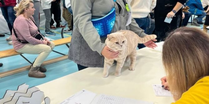 Katzenausstellung