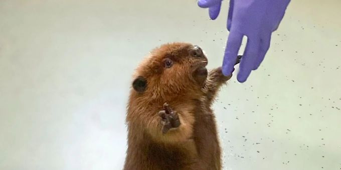 Zu Lehrzwecken - «Biber-Diva» Nibi darf bei Tierpflegern bleiben