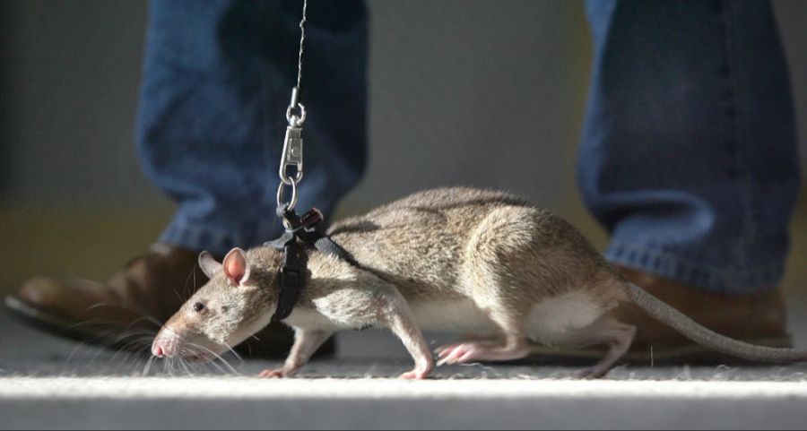 Riesenhamsterratte trainiert Schmuggel