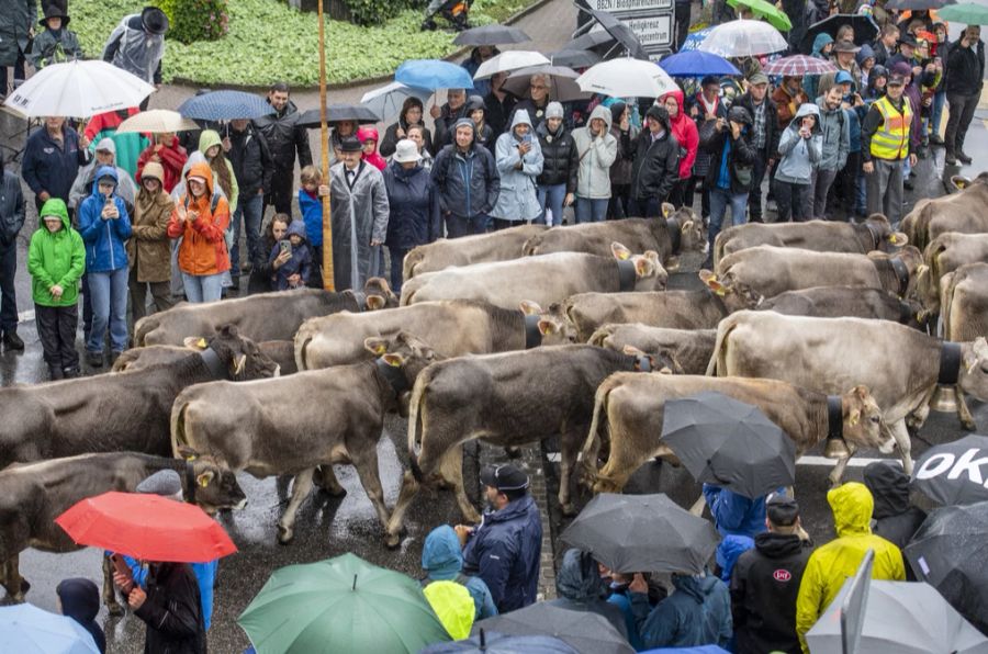 Es handle sich um «Tierquälerei im Namen der Tradition».