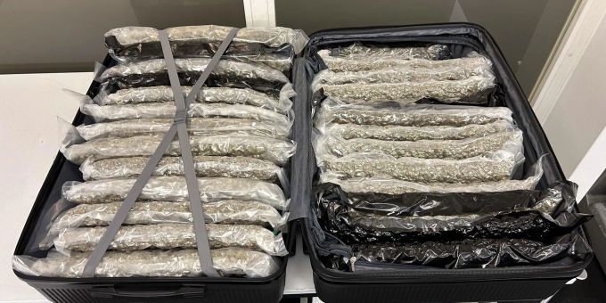 3 Kuriere - Zollpolizei entdeckt am Flughafen Zürich 160 Kilo Marihuana