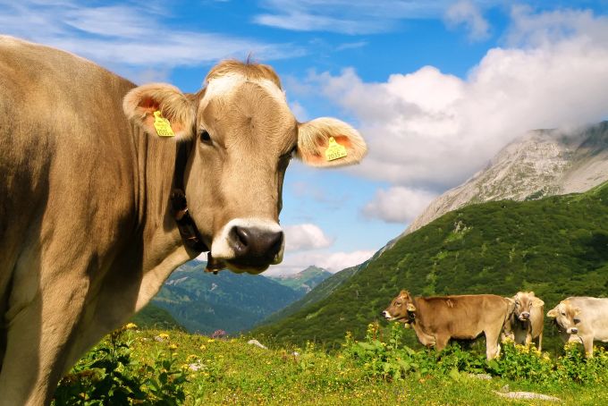 Die Schweiz hat viele Kühe auf den Weiden. Weiden
