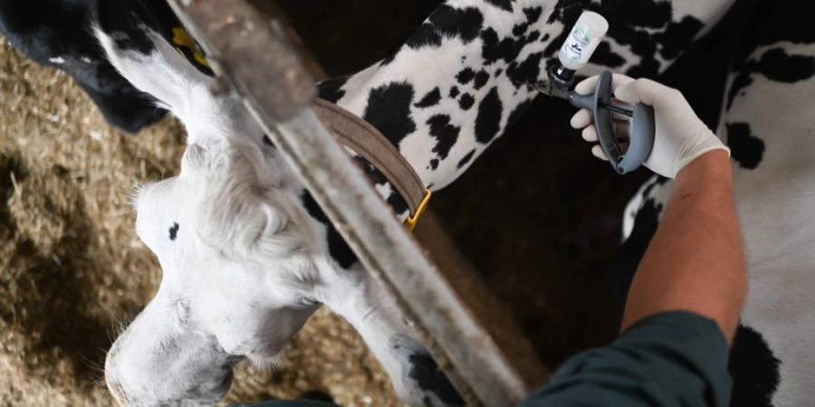 Blauzungenkrankheit Impfung Bauern