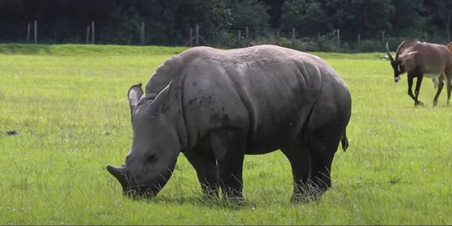 Nashorn Operation  Knowsley Safari