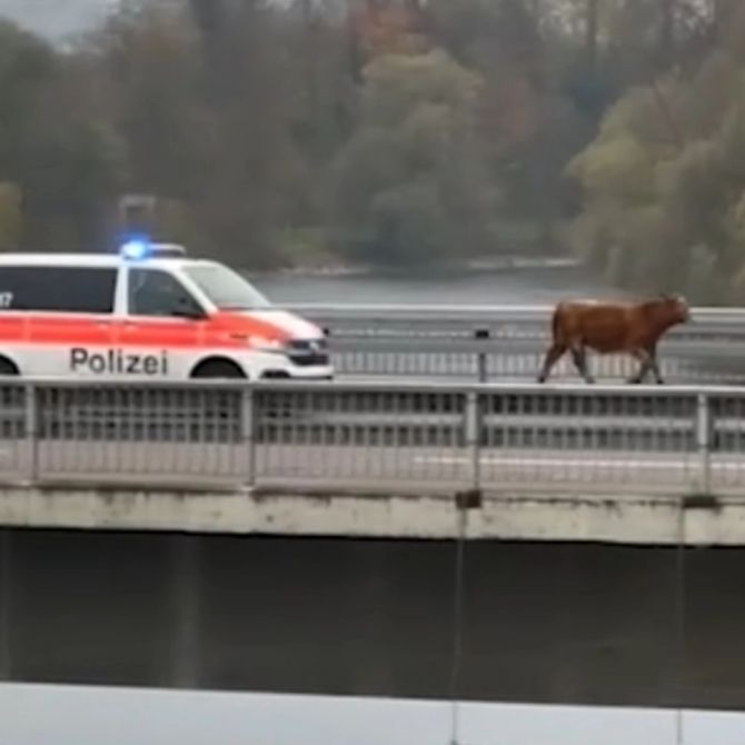 Zürich Polizei Blaulicht Kalb