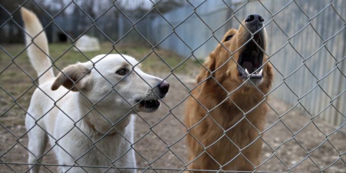 Wenn die Besitzer mit ihren Hunden überfordert sind, gibt es oft nur eine Lösung: die Abgabe ins Tierheim. (Archivbild) Hunde Tierheim