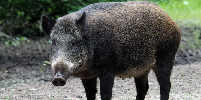 saarland wildschwein