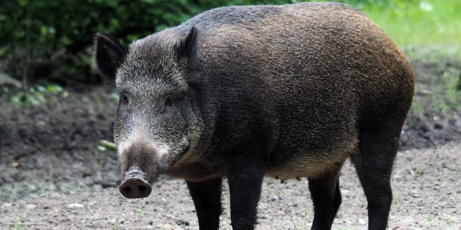 saarland wildschwein