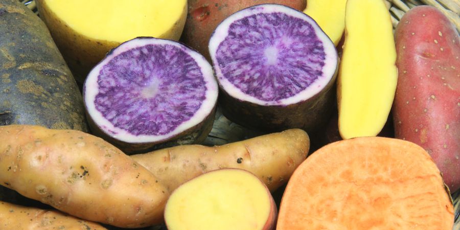 Verschiedene Kartoffelsorten unterscheiden sich in Geschmack und Aussehen.