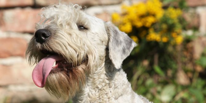 Lakeland-Terrier
