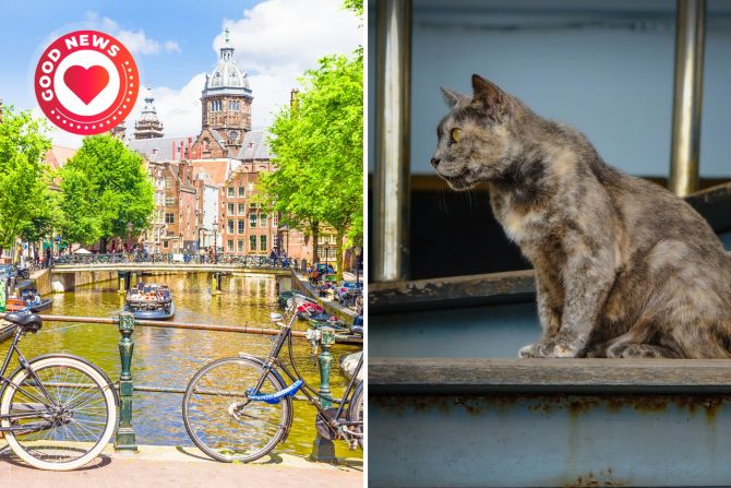 Amsterdamer Grachten und Katze