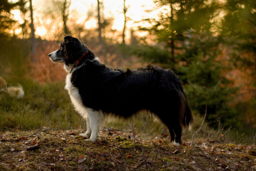 Hund