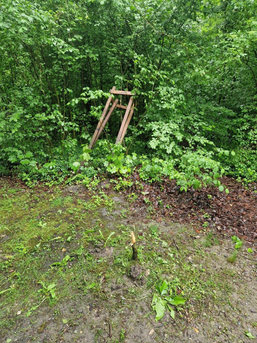 Edelkastanie abgeknickt