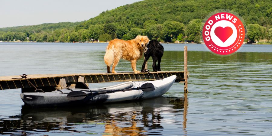Kayak gekentert Frau Hunde