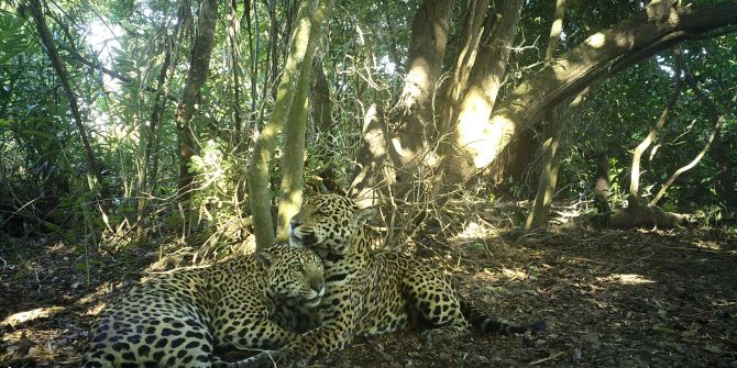 Jaguare
