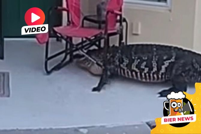 Alligator Florida