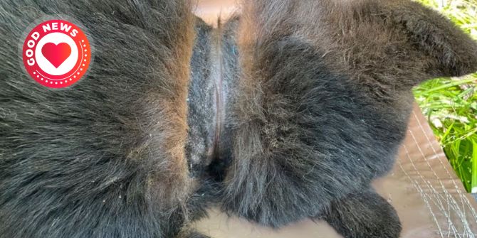 Schwarzbär