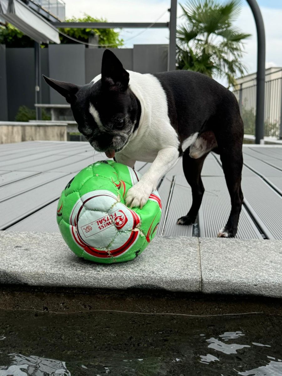 Wo ein Ball ist, ist Rocco nicht weit.