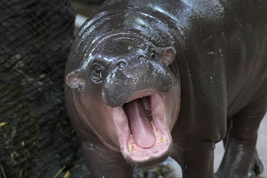 Moo Deng bedeutet so viel wie "hüpfendes Schweinchen". Internet-User hatten über den Namen abgestimmt.