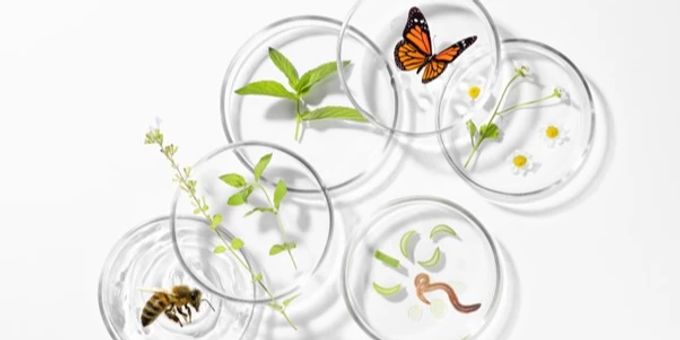 Die Biodiversität spielt eine Schlüsselrolle für das Überleben der Menschheit und den Erhalt eines funktionierenden Planeten. Biodiversität