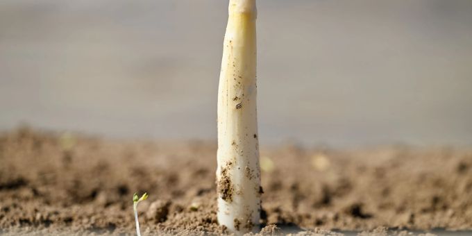 Der erste Spargel Der erste Spargel
