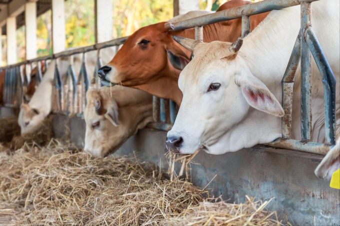 Statt auf der Wiese leben viele Kühe im Stall. Massentierhaltung