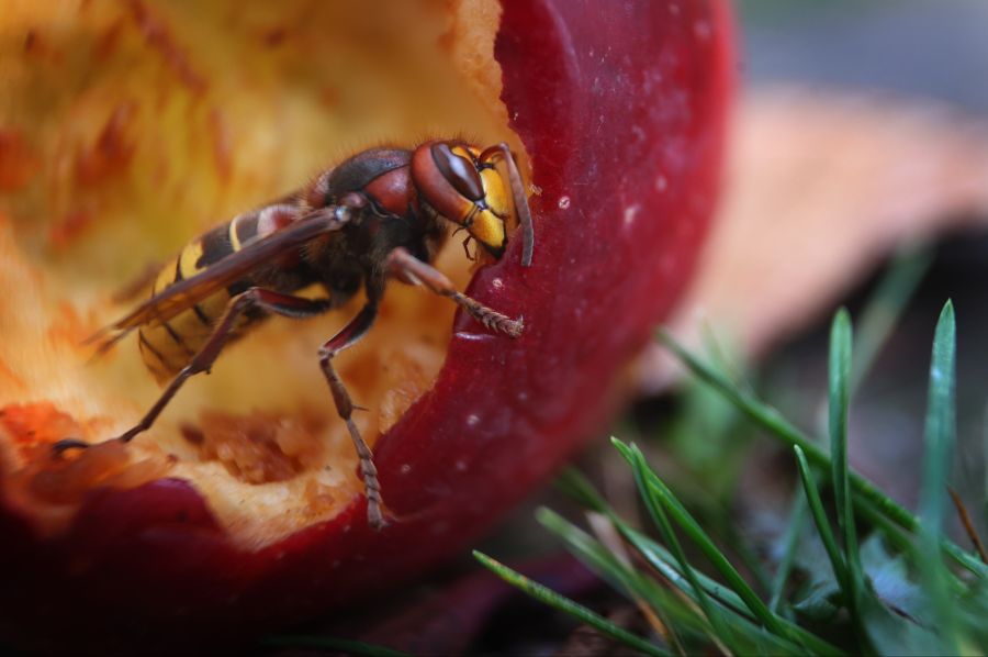Christophe Praz von Info Fauna ergänzt: «Hornissen sind soziale Wespen, deren Kolonien im Laufe des Jahres wachsen.» Die Königinnen seien im Frühling und zu Beginn des Sommers aktiv.
