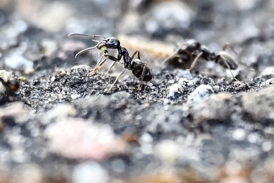 Die invasive Ameisenart Tapinoma Magnum breitet sich sowohl in Süddeutschland als auch in der Schweiz aus.