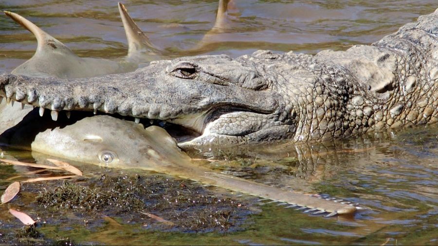 Dieser Fluss ist auch bekannt für die Süsswasserkrokodile.
