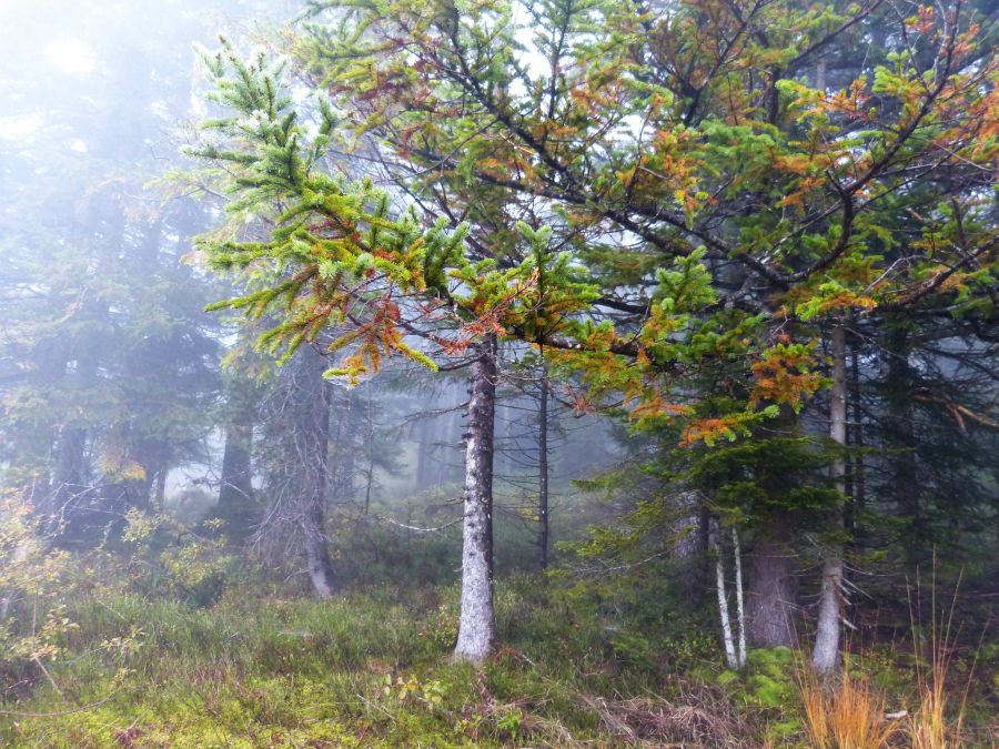 Wolzenalp Wanderung Nebel