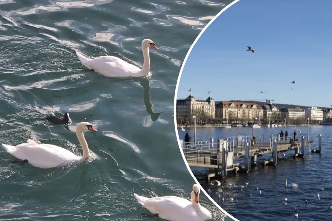 Wo sind die Schwäne beim Bürkliplatz-Seeufer?