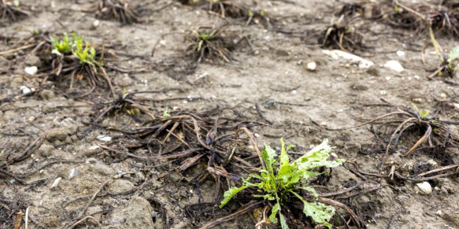 Dem Bericht zufolge litt 2025 mehr als die Hälfte der weltweiten Landfläche mindestens einen Monat lang unter extremer Dürre, das ist der zweithöchste Stand jemals. In den vergangen...