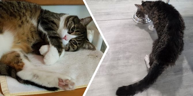 katzen