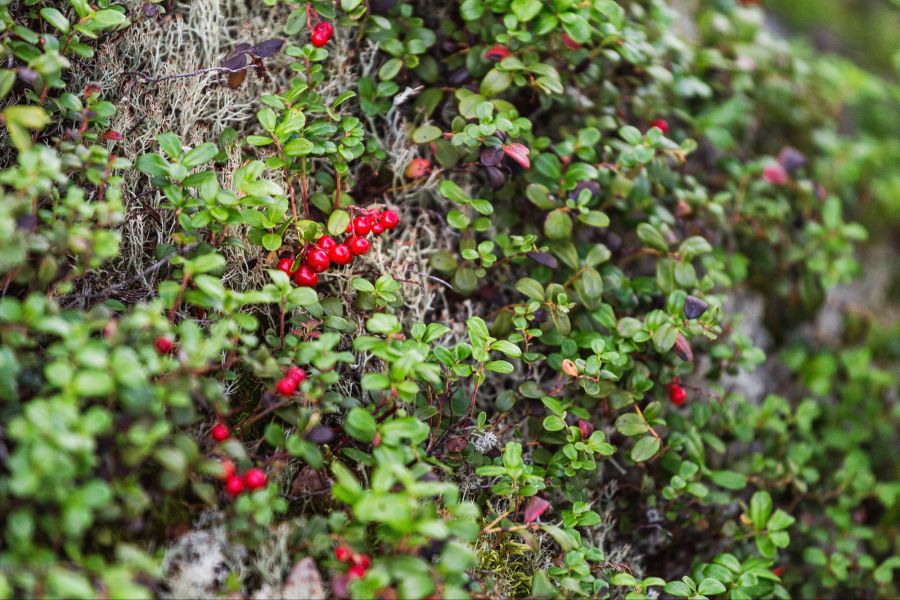 Cranberry