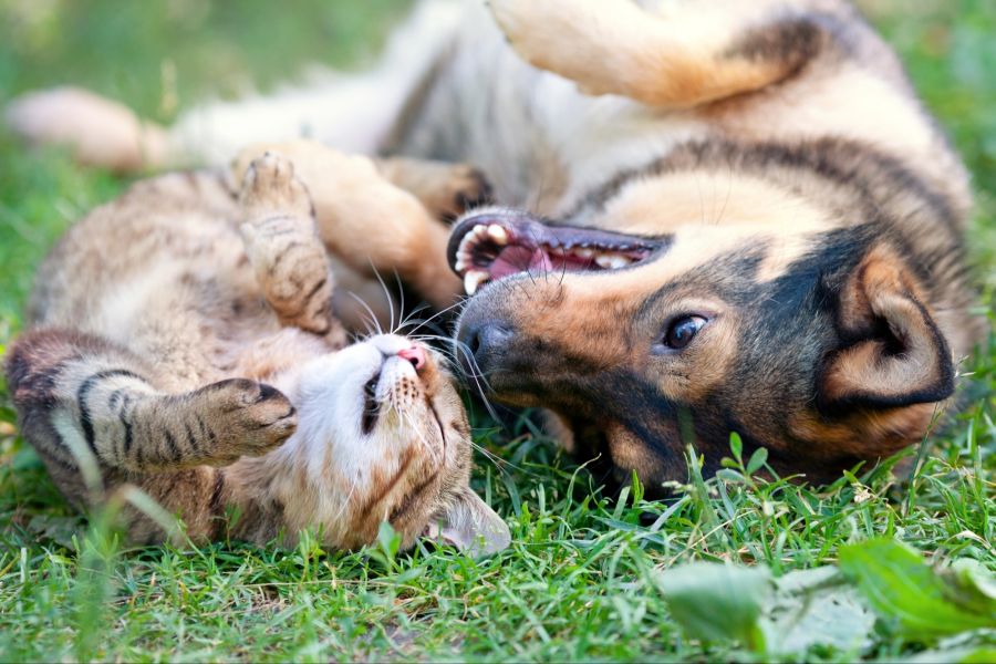 hund katze