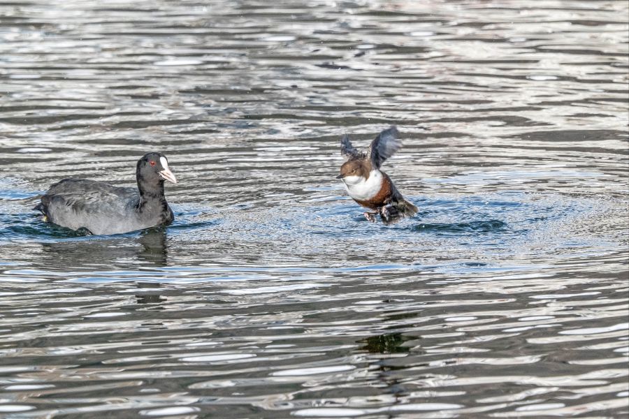 Wasseramsel und Blässhuhn treffen sich