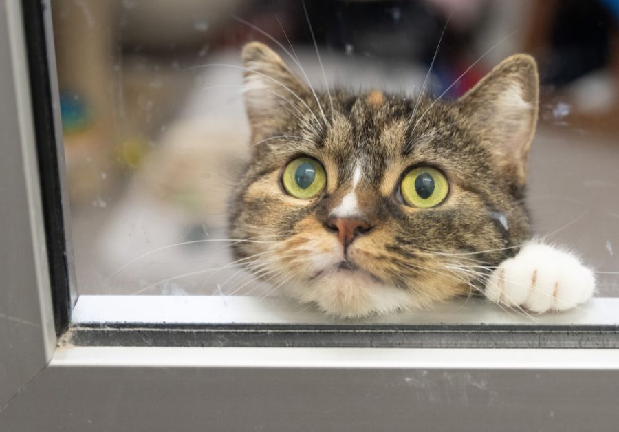 Verwahrlost und vernachlässigt: Vor allem Katzen, Hunde, Kaninchen und Meerschweinchen werden beschlagnahmt. (Symbolbild)