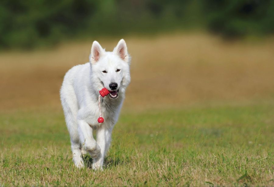 Für die Tiere kann die Spielsucht ernste Folgen haben.