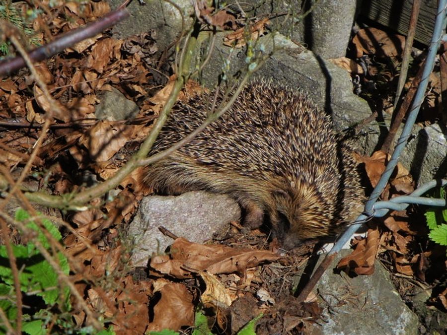 Igel Laub