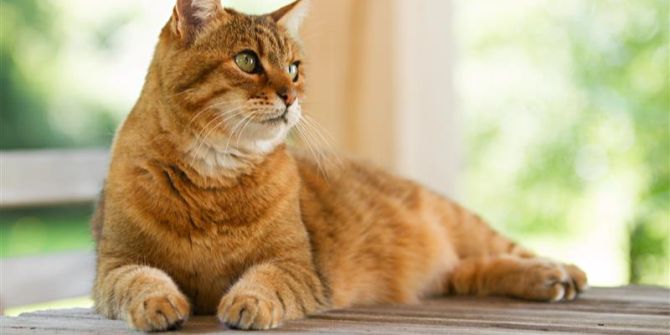 katze