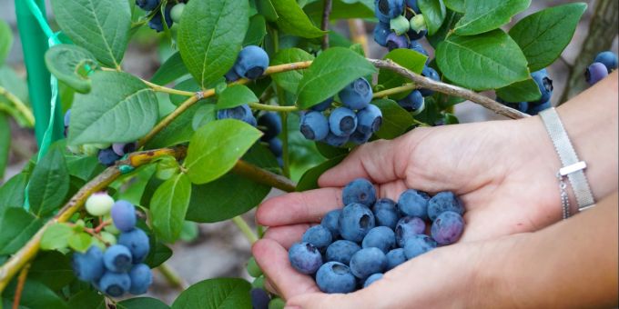 Blaubeeren enthalten Anthocyane, die die Gehirnfunktion positiv beeinflussen. Blaubeeren, Heidelbeeren, Hand, Ernte, Beeren,