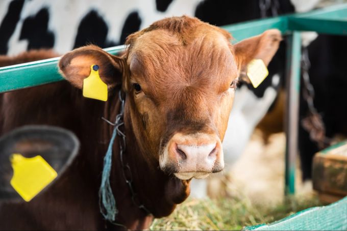 Die Verhinderung von Tierleid und die Eindämmung der Massentierhaltung sind Teil des Tierschutzes. Tierschutz