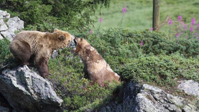 Zwei Bären im Bärenpark. Zwei