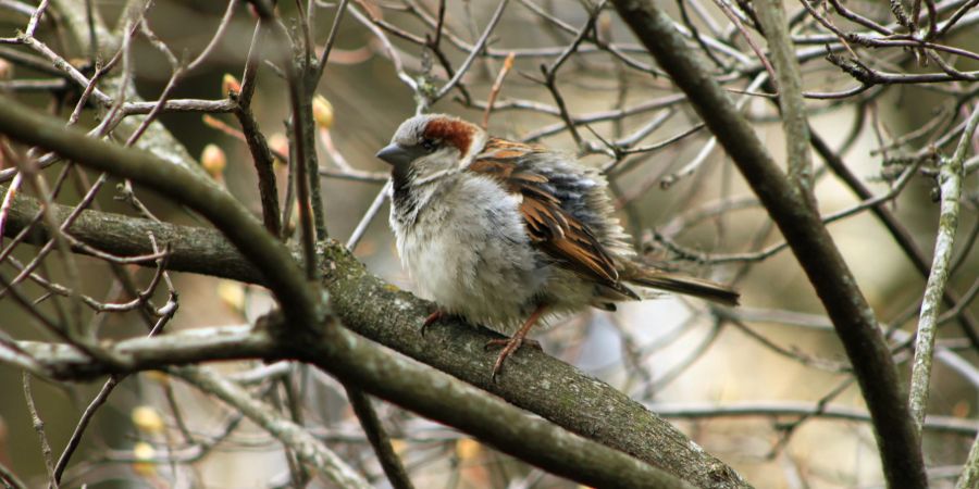 Vogel plustert Gefieder auf