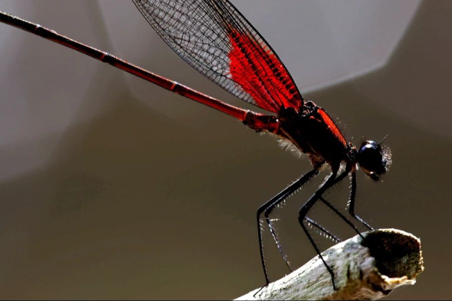 Libellen ernähren sich hauptsächlich von kleineren Insekten wie Fliegen oder Mücken.