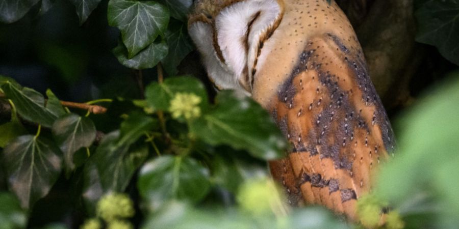Die Jungvögel der Schleiereulenpaare, die am besten zusammenarbeiten, haben laut einer neuen Studie bessere Chancen, flügge zu werden. (Archivbild)