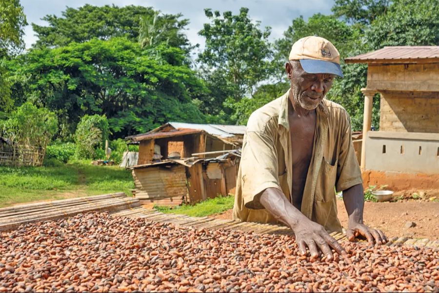 Doch der Kakao wird dort nicht weiter zu Schokolade verarbeitet. Zumindest bislang.
