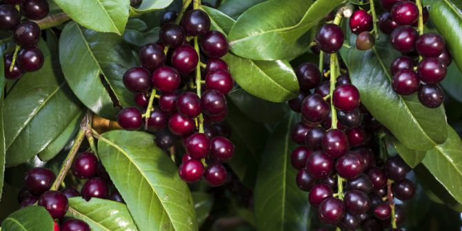 Kirschlorbeer Neophyten invasiv